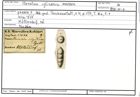 Karteikarte zum Abbildungsoriginal von Clavulina cylindrica Hantken, 1875